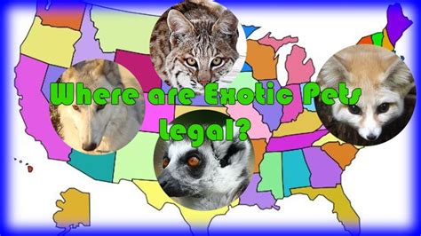 What Exotic Pets Are Legal In The United States
