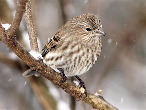 Can be seen in 16 countries. NestWatch | House Finch - NestWatch