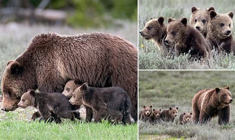 grizzly bear super mom gives birth to her 17th cub