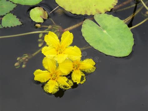 Yellow Flowers Of Water Plants Lie On The Surface Of The Water Stock