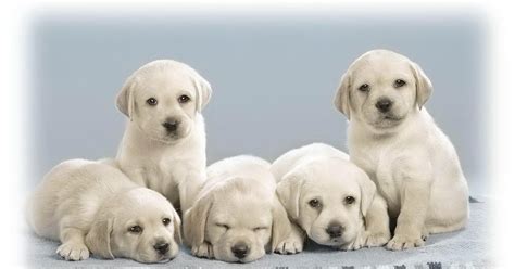 Maybe you would like to learn more about one of these? menghitung keberhasilan: Foto 5 Anak Anjing Lucu