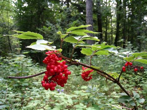 Red Berries Of Viburnum In The Forest Free Image Download