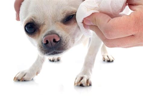 Smelly Dog Here Are Some Hygiene Tips Aloropi Vet Center