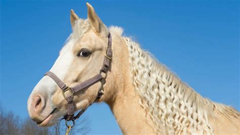 Guide To Palomino Horses Beauty History And Care