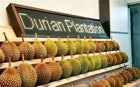 Penang durians are famous throughout malaysia. Durian Plantation - Durian Delivery Singapore