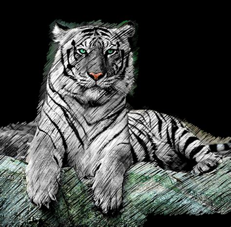 Tiger Scratch Art By Pandar Chan On Deviantart