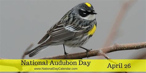 National Audubon Day April 26th Is Designated As National Audubon Day