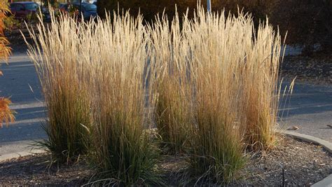 Ornamental Grasses Are A Must In The Kentucky Garden Ornamental