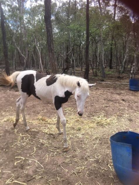 Paint Filly Horses And Ponies Gumtree Australia South Burnett Area