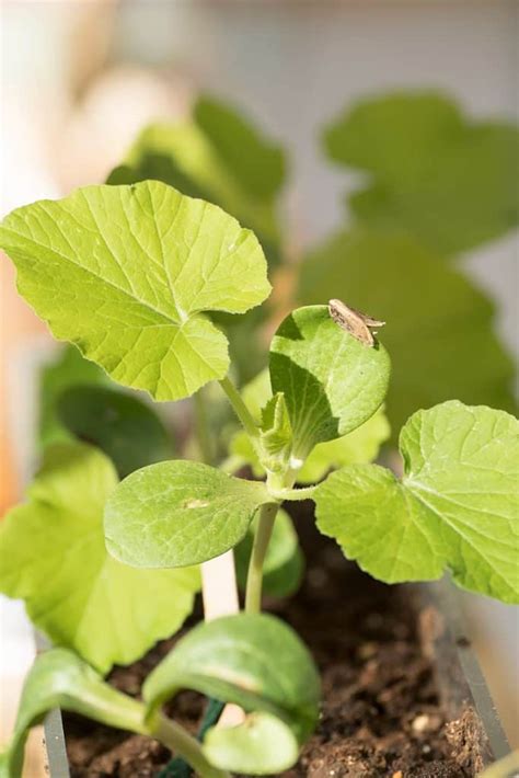 Do not waste the seeds from pumpkins, they can be made into a healthy evenly spread the seasoned pumpkin seeds on the sheet pan. How Long Do Pumpkin Seeds Take To Germinate? How To Speed ...