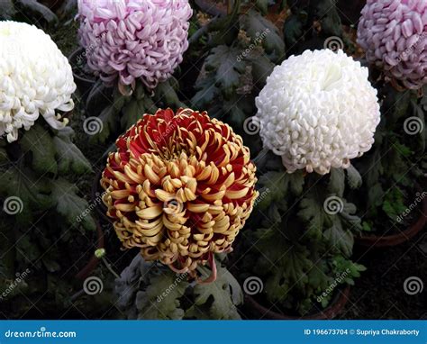 Various Types Of Chrysanthemum Flowers Bloomed In My Garden In Burdwan