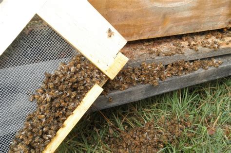 Please Help Save The Bees Crowdfunding Forum At Permies