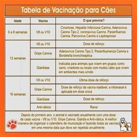 Conheça os benefícios da vacinação, que vacinas integram o programa nacional de vacinação, a sua calendarização e outras a vacinação é uma das formas mais eficazes e menos dispendiosas de prevenir doenças infeciosas. Tabela de vacinação | Vacinas para cães, Calendario de ...