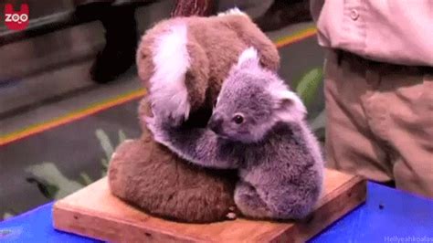 Baby Koala S Find And Share On Giphy