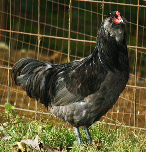 Common Backyard Chicken Breeds Complete Guide