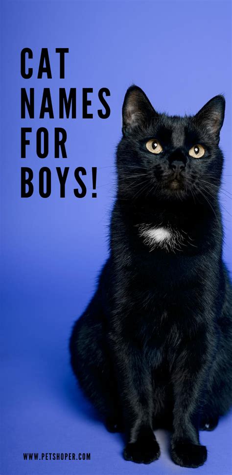 Boy Cat Names An Exclusively Best Choice Petshoper Boy Cat