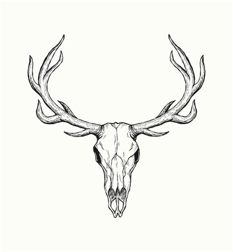 Premium Vector Sketch Of Deer Skull Isolated On White Background