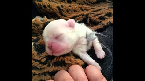 New Born Pekingese Puppies Youtube