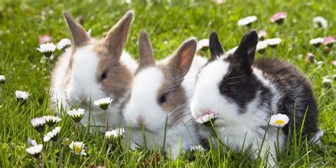 15 Interesting Facts About Rabbits Interesting Facts