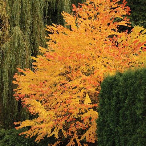 Fast Growing Flowering Trees Zone 6 Best Trees To Plant 15 Options