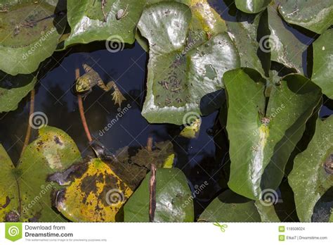 Lotus Leaves Float On The Water With Frog Stock Photo Image Of Garden