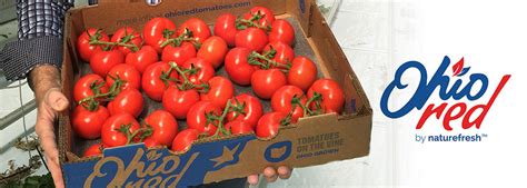 Naturefresh Farms Picks First Ohiored Tomato Crop Andnowuknow