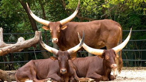 Africa is the world's second largest continent (asia is the largest). Ankole Cattle - The Houston Zoo