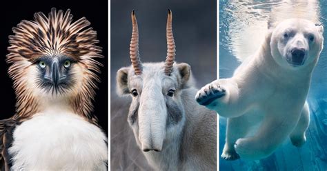 Photographers Quest To Document Animals Which Could Soon Be Extinct