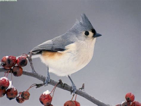 Cute Birds Wallpapers Download Free Bird Images