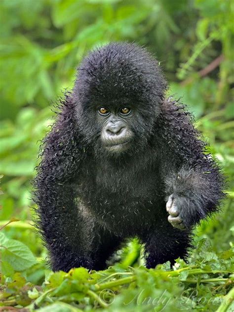 Mr Adorable A Frizzy Baby Mountain Gorilla Andy Rouse Baby