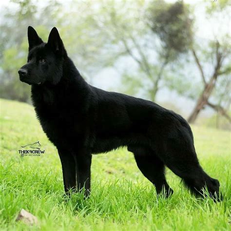 Thek9crew German Shepherd Photography Black German Shepherd Dog