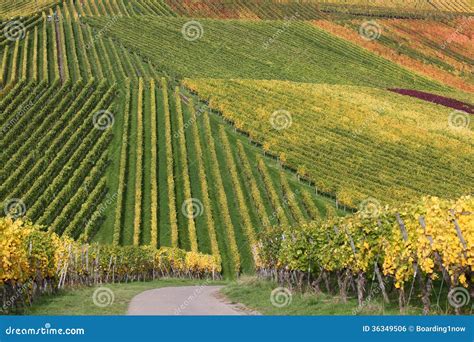 Colorful Vineyards During The Wine Grapes Harvest Stock Photo Image