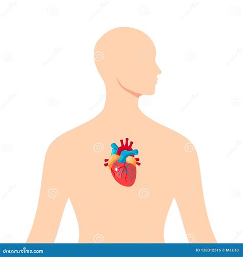 Coração Dentro Do Corpo Humano Masculino Vetor Ilustração Do Vetor