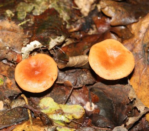 Birch Milkcap | NatureSpot