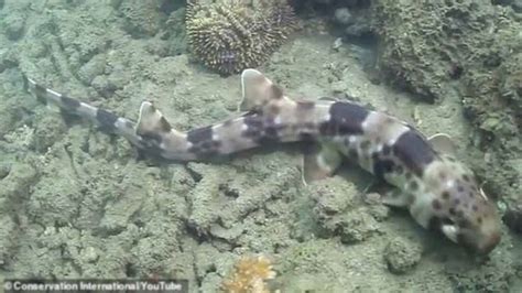 Four New Species Of Walking Sharks Found Off Australian Coast Science News Zee News