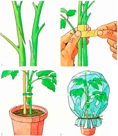 Vegetative propagation - Greenhouse Gardening - Grovida Gardening