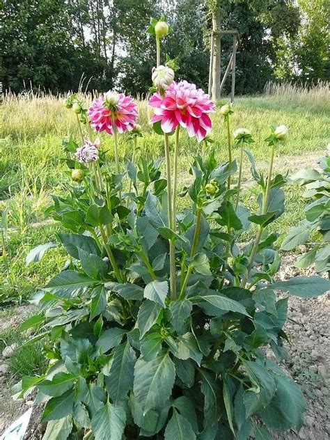 Photo Of The Entire Plant Of Decorative Dahlia Dahlia Hawaii Posted