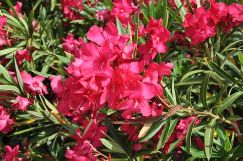 Nerium Oleander