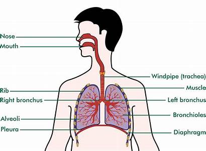 Lungs Airways Cancer Respiratory Upper System Breathlessness