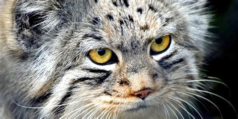 The Creature Feature 10 Fun Facts About The Pallas Cat