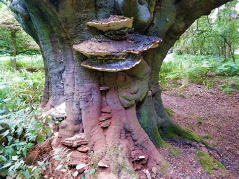 Epping Forest Ancient Tree Forum