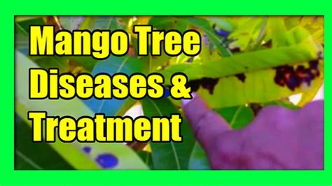 Mango Tree Diseases Mango Diseases Treatment And Prevention Youtube