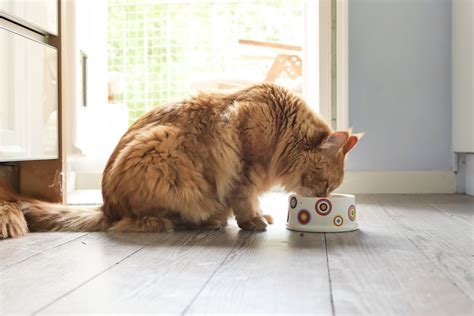 The higher water content in wet foods can you now have a general idea of how much food to feed a cat, but keep in mind that an individual's needs can vary by as much as 50 percent in either. How Much Wet Food to Feed a Cat Every Day