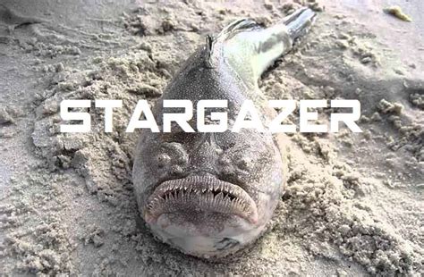 Jenis ikan laut pertama ialah ikan trigger yang berasal dari keluarga causpisillum atau balistidae. 50+ Jenis Ikan Laut Dalam yang Aneh, Menyeramkan, dan Langka