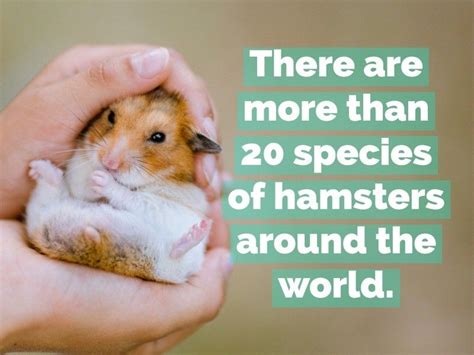 Hamsters Are Fascinating — And These Facts Prove It Always Pets