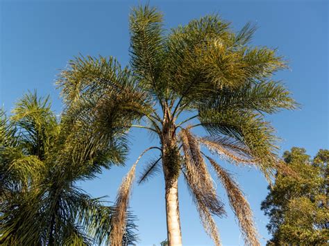 Queen Palm Winter Care - How To Overwinter Queen Palms