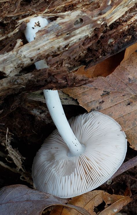 Maryland Biodiversity Project Fawn Mushroom Pluteus Cervinus