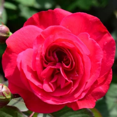 Rosemary Rose Rose Rot 09 M X 09 M 1954 Rosa Rosemary Rose