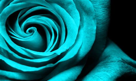 Check spelling or type a new query. Turquoise Rose Wallpaper 35145 - Baltana