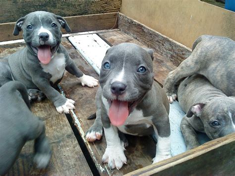 If you wish to purchase an american bully for show, checkmate kennels breeds some of the best show dogs in the country. AMERICAN BULLY: BULLY PUPPY FOR SALE